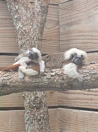 North Florida Wildlife Center photo 4