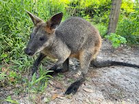 North Florida Wildlife Center photo 5