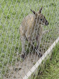 Paul Bunyan Animal Land photo 2