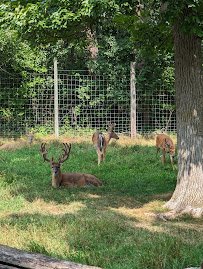 Paul Bunyan Animal Land photo 5