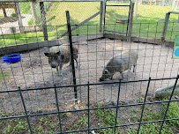 Paul Bunyan Animal Land photo 6