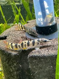 Fish Happens photo 4