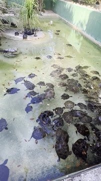 Reptile World Serpentarium photo 2