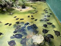 Reptile World Serpentarium photo 3