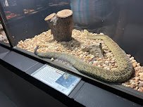 Reptile World Serpentarium photo 5