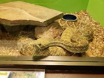 Reptile World Serpentarium photo 6