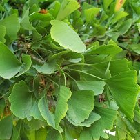 Los Angeles County Arboretum & Botanic Garden photo 2