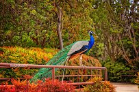 Los Angeles County Arboretum & Botanic Garden photo 3