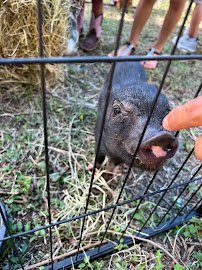 Mimi's Mini Farm - a Mobile Petting Zoo photo 4