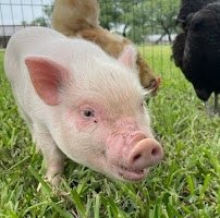 Mimi's Mini Farm - a Mobile Petting Zoo photo 5