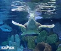 Oklahoma Aquarium photo 2