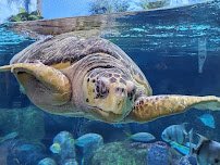 Oklahoma Aquarium photo 5