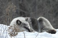 Shalom Wildlife Sanctuary LLC