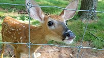 Shalom Wildlife Sanctuary LLC photo 2