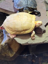 Riverside Reptiles Education Center photo 5