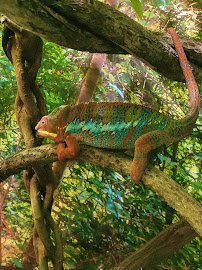 Riverside Reptiles Education Center photo 6