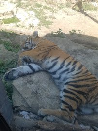 Mutual of Omaha's Wild Kingdom Pavilion
