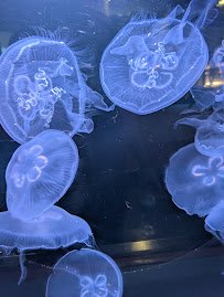 Cabrillo Marine Aquarium photo 4