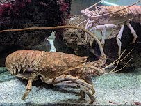 Cabrillo Marine Aquarium photo 6
