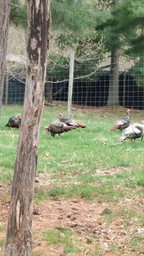 Wilderness Walk Zoo photo 2