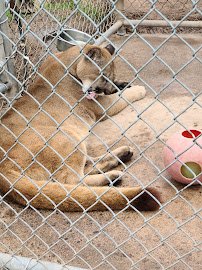 Wilderness Walk Zoo photo 3