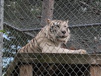 Wilderness Walk Zoo photo 4