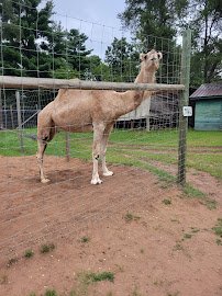 Wilderness Walk Zoo photo 5