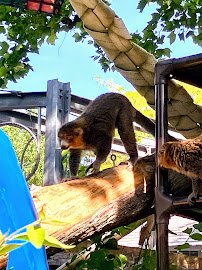 Lemur Island photo 3