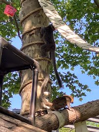 Lemur Island photo 5