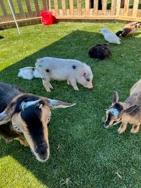 Nettie's Party Pals photo 4