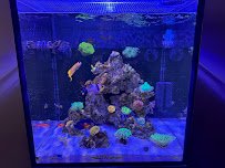 Salty Fins Saltwater Aquarium store photo 4