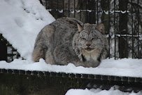 Lynx Exhibit