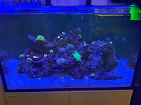 Aquatic Dreams NSL photo 3