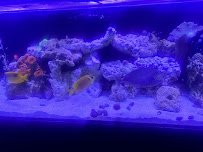 Aquatic Dreams NSL photo 5