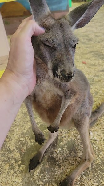 PAWsitively Wild Animal Encounters photo 2