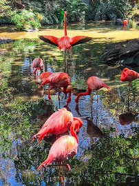 Palm Beach Zoo & Conservation Society photo 3