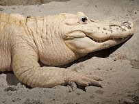 Palm Beach Zoo & Conservation Society photo 5