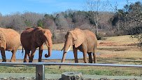 Elephant Exhibit photo 2