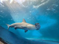 The Dive Aquarium at the Frost Museum