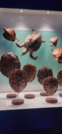 The Dive Aquarium at the Frost Museum photo 2