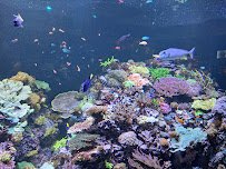 The Dive Aquarium at the Frost Museum photo 4