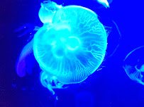 The Dive Aquarium at the Frost Museum photo 5