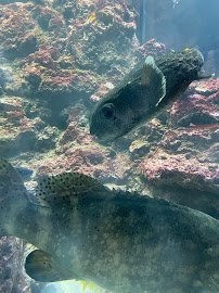The Dive Aquarium at the Frost Museum photo 6
