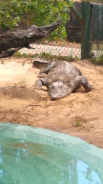 Edisto Island Serpentarium photo 2