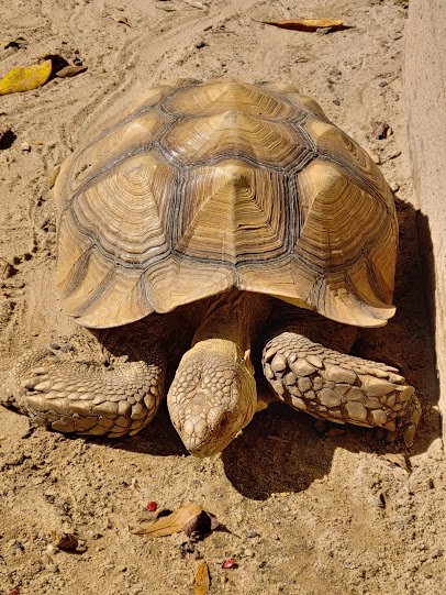 Edisto Island Serpentarium photo 5