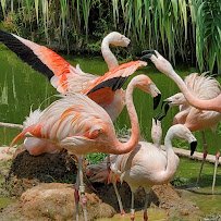 Metro Richmond Zoo photo 6