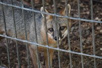 Zoo in Forest Park and Education Center photo 3