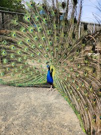 Zoo in Forest Park and Education Center photo 4
