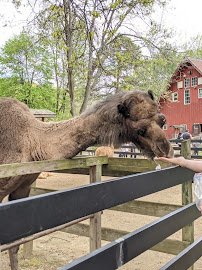 Zoo in Forest Park and Education Center photo 5