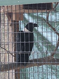 Zoo in Forest Park and Education Center photo 6